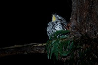 Lelkoun sovi - Podargus strigoides - Tawny Frogmouth o0984